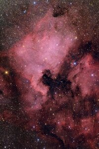 Cygnus_Forum.jpg