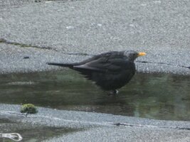 1789555089758_Amsel.JPG