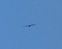 Bussard.JPG