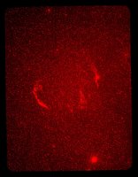 1979_Aug_25_I_Cirrus.jpg