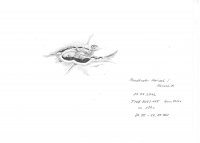 Mondkrater Hainzel 29.07.2012.jpg