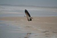 sea-eagle6.jpg