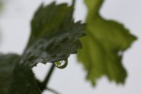 IMG_4609.JPG