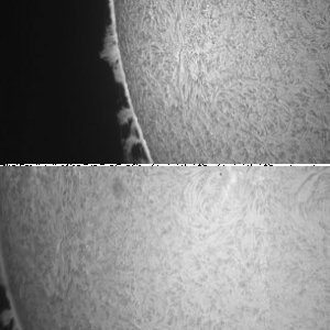 Sonne in H-alpha mit tollen Protuberanzen