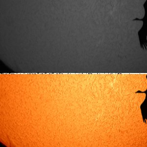 Kranich im Sonnenlicht