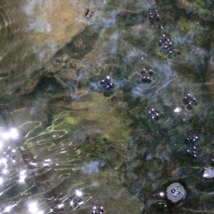 viele wasserlaeufer.jpg
