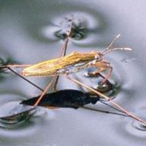 wasserlaeufer.jpg