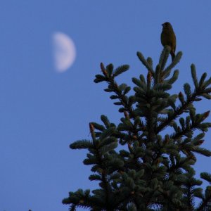 Leider unscharf: Mond