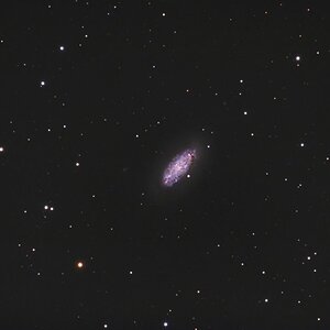NGC 2976