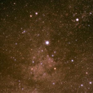 Cygnus