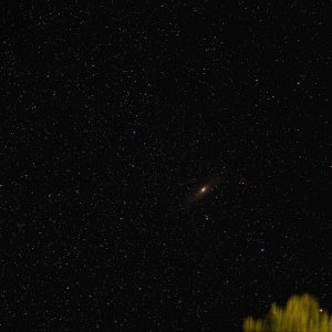 Andromeda bei 55 mm und Baumwipfel