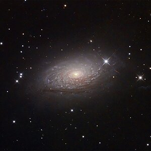 M63 - Sunflower