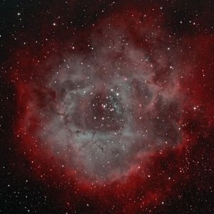 meine erste Rosette