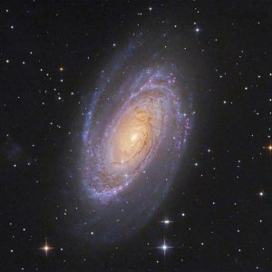 M81