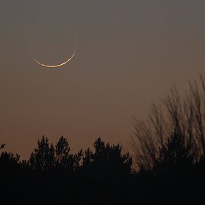 Mondsichel 27h jung