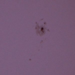 Sonnenfleck_12.5.12.jpg