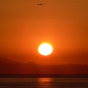 venustransit