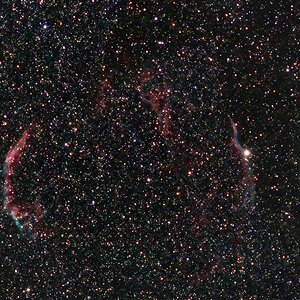 Widefield Sturmvogel