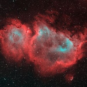 Soulnebel Bicolor
