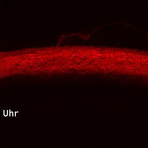 H-Alpha Zeichnung vom 1.12.2013