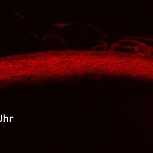 H-Alpa Zeichnung vom 7.12.2013