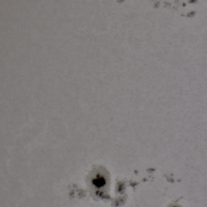 sonnenfleck 1967 + 1968 am 31 91 14 in wl.png