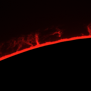 Protube  A   08 09 14.png