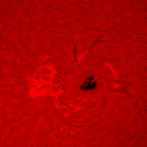 Sonnenfleck 12529 im H-Alpha-Licht (12.04.)