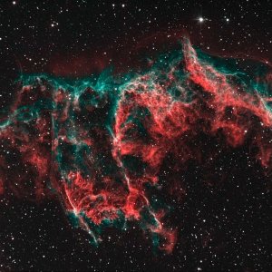 Bicolor_Final_50.jpg
