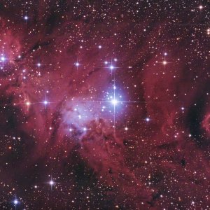 NGC 2264