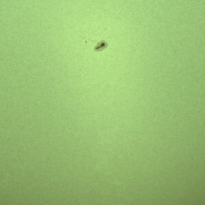 Sonne