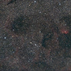 Tulpennebel widefield