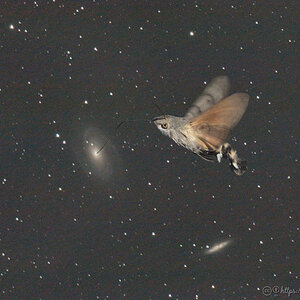 Bodes-Galaxy mit Taubenschwänzchen