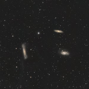 Leo Triplet aus Dresden