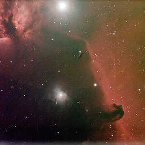 horsehead2.jpg