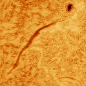 Filament an Sonnefleck in h-alpha