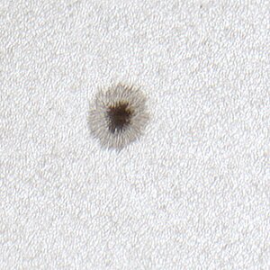 AR 14076 am 28-04-25 um 13_10 MESZ mit OMC 140 + ASI 178MC webversion.jpg