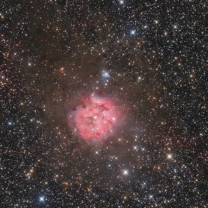 IC5146 ( Kokon-Nebel)
