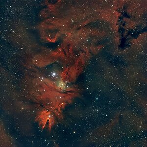 Christmas Tree Cluster (NGC2264+SH2-273)