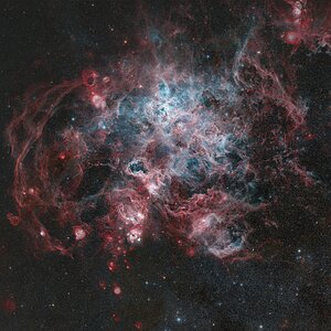 Tarantula