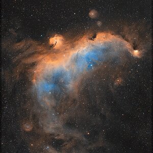 Eine Möwe im Einhorn - IC2177 und Umgebung