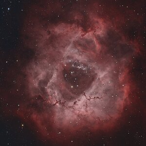 NGC 2244 der Rosettennebel