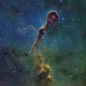 Elefantenrüssel in SHO bei Vollmond