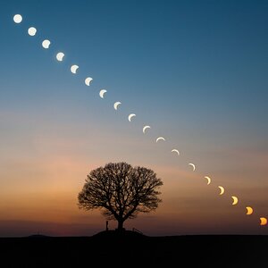 Sequenz der Sonnenfinsternis mit meinem Lieblingsbaum