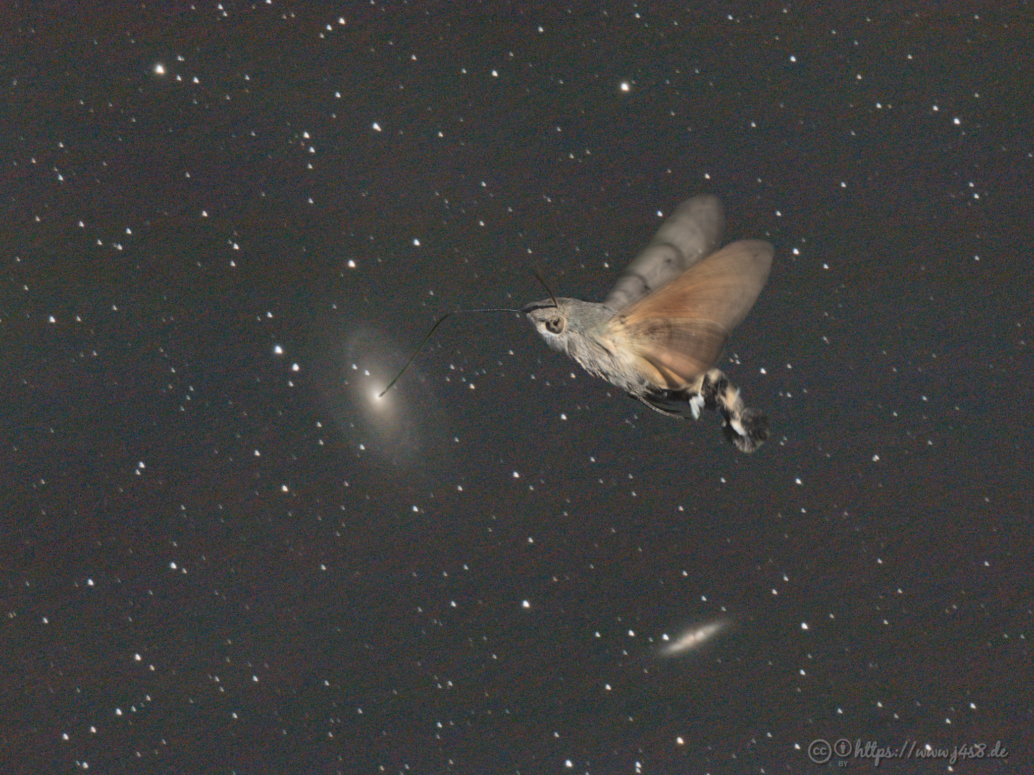 Bodes-Galaxy mit Taubenschwänzchen