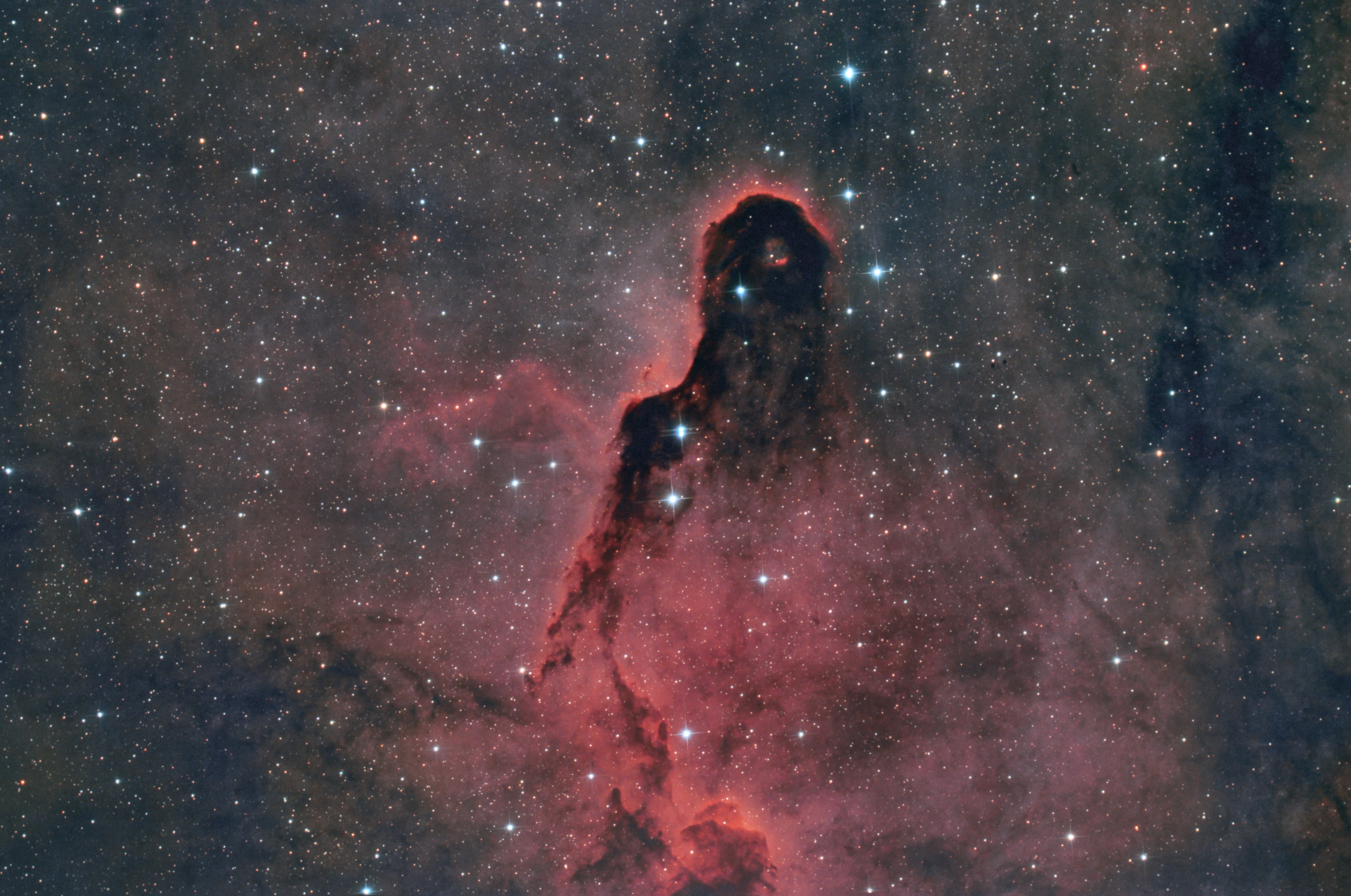 Elefantenrüsselnebel IC 1396A.jpg