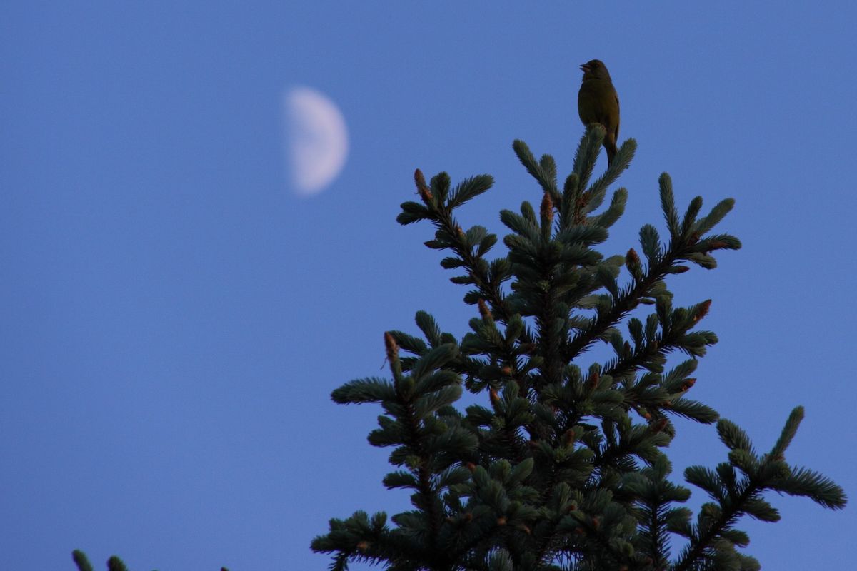 Leider unscharf: Mond