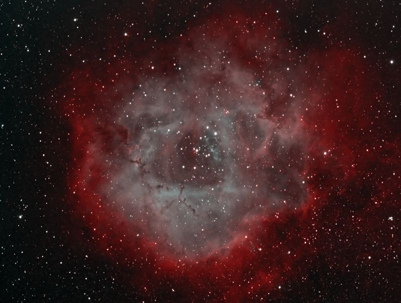 meine erste Rosette