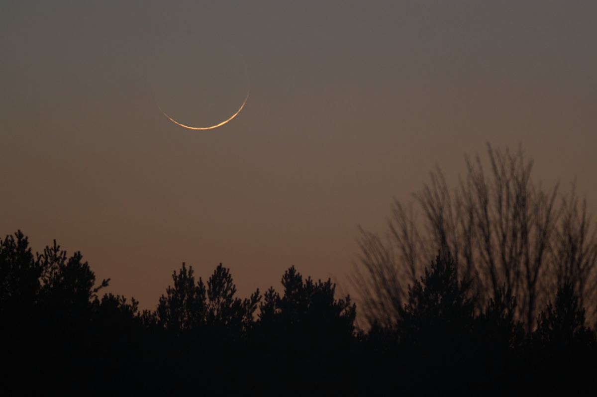 Mondsichel 27h jung