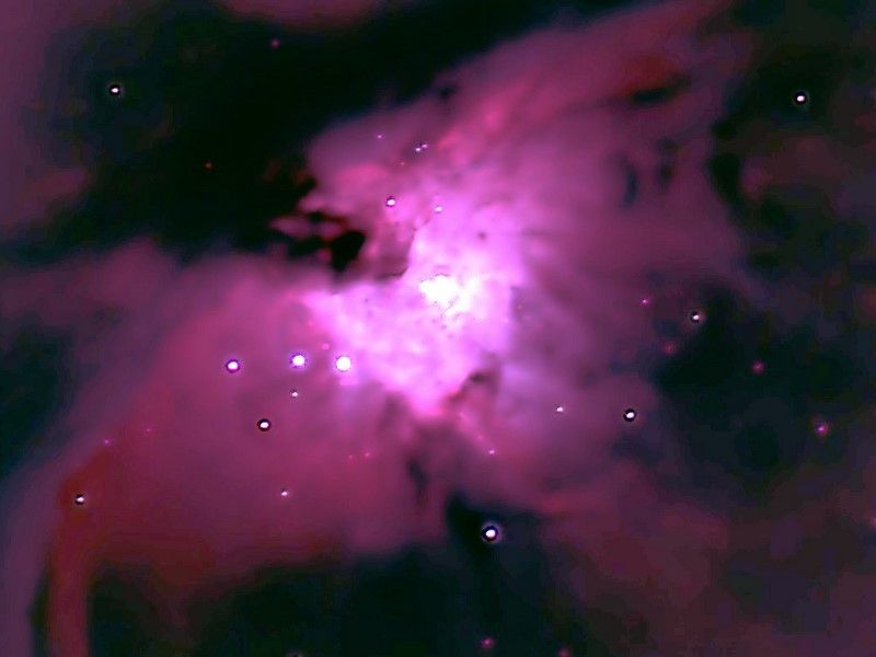 Paradiesvogel im Orion Nebel